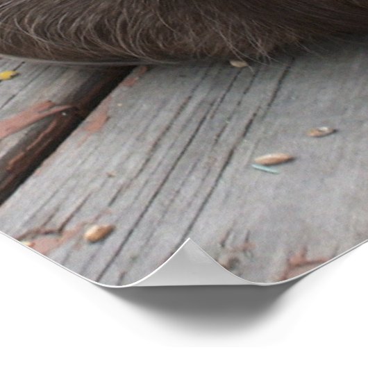 Poster van Brown Guinea Pig (Hoek)