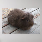 Poster van Brown Guinea Pig (Voorkant)
