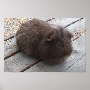 Poster van Brown Guinea Pig