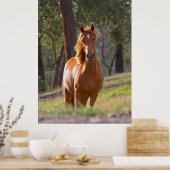 Poster van bruin paard (Keuken)