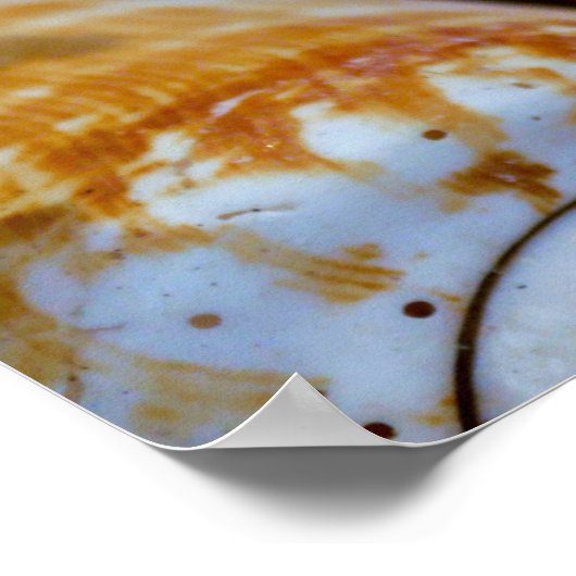 Poster van bruine en witte zeeschildpadden (Hoek)