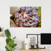 Poster van bruine en witte zeeschildpadden (Thuiskantoor)
