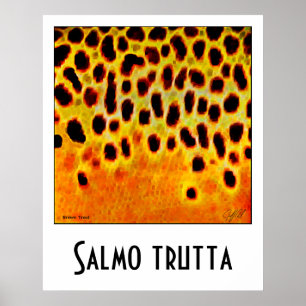 Poster van bruine forel