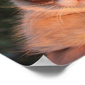 Poster van bruine kat (Hoek)