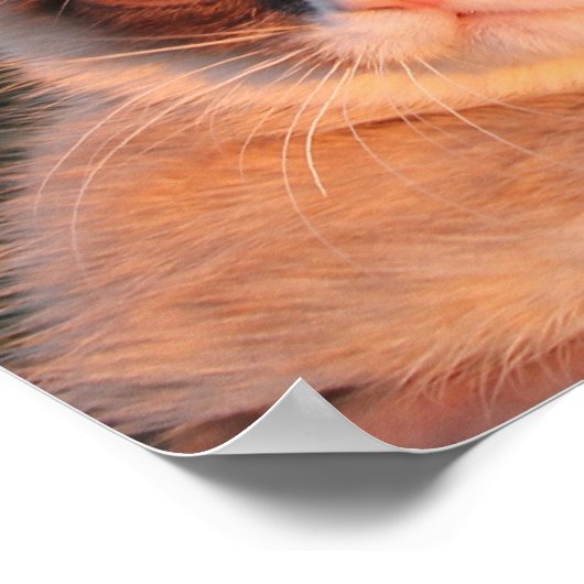 Poster van bruine kat (Hoek)