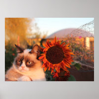 Poster van bruine kat