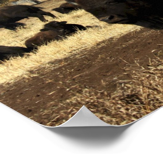 Poster van buffels (Hoek)