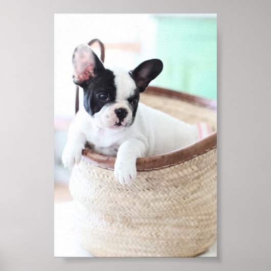 Poster van Bulldog (Voorkant)