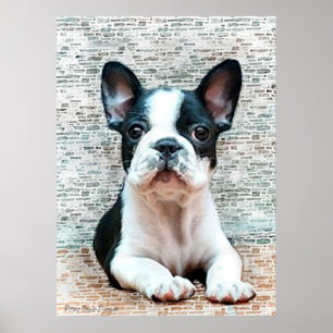 Poster van Bulldog
