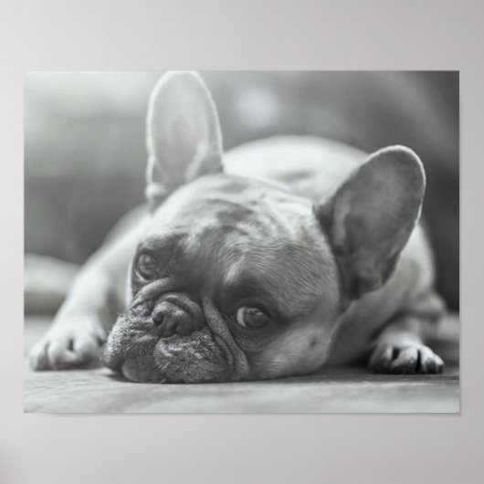 Poster van Bulldog (Voorkant)
