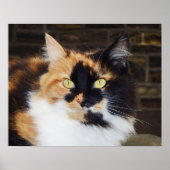 Poster van Calico-katten (Voorkant)