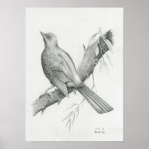Poster van Cambodjaanse vogel 1 van Vannak Anan Pr