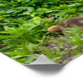 Poster van Canadese gans en gansje (Hoek)