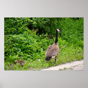 Poster van Canadese gans en gansje