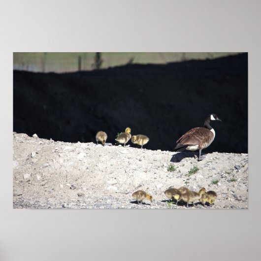 Poster van Canadese gans met jongen (Voorkant)
