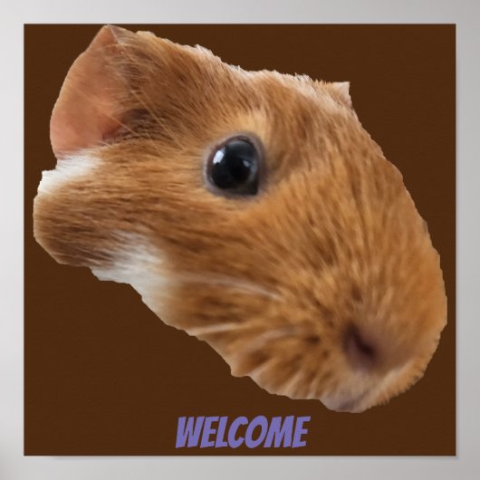 poster van cavia ' s (Voorkant)