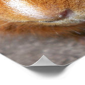 Poster van cavia's (Hoek)