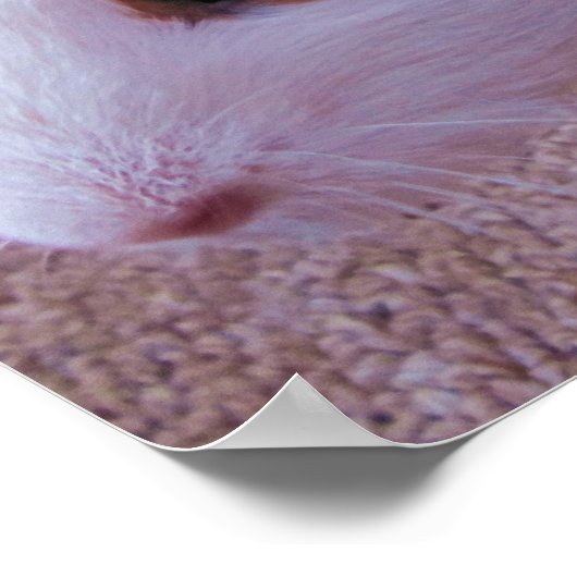 Poster van cavia's (Hoek)