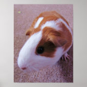 Poster van cavia's (Voorkant)