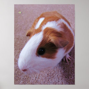 Poster van cavia's