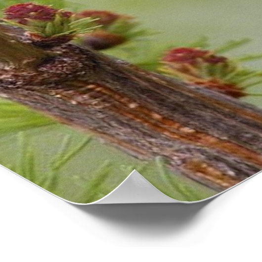 Poster van Chickadee Bird Natuur Wall (Hoek)