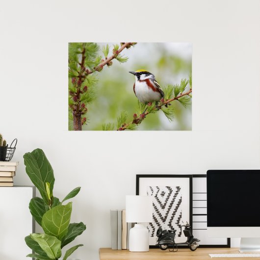 Poster van Chickadee Bird Natuur Wall (Thuiskantoor)