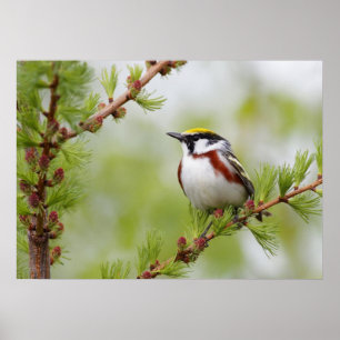 Poster van Chickadee Bird Natuur Wall