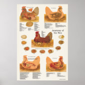 Poster van Chicken Hen Anatomy (Voorkant)