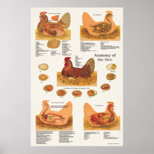 Poster van Chicken Hen Anatomy