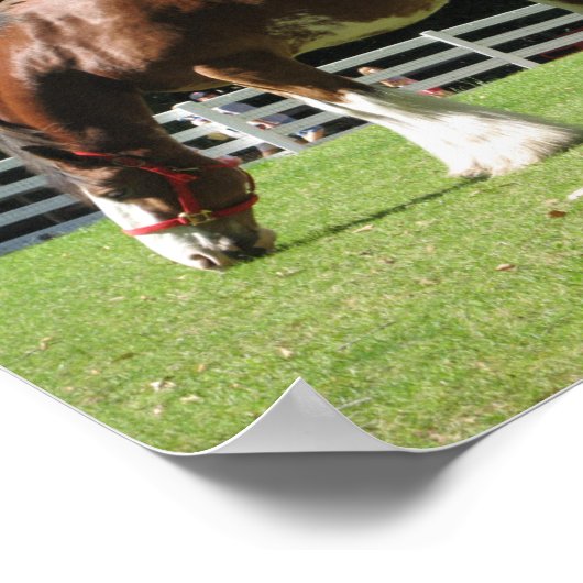 Poster van Clydesdale (Hoek)