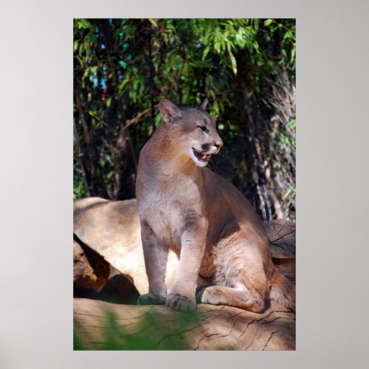 Poster van cougar (Voorkant)