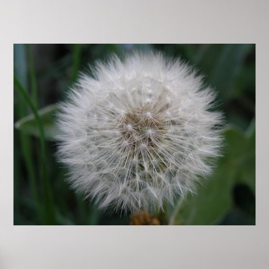 Poster van Dandelion (Voorkant)