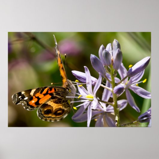 Poster van de Amerikaanse Lady Butterfly Wild Hyac (Voorkant)