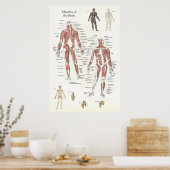 Poster van de anatomie - Anterieur en posterior (Keuken)
