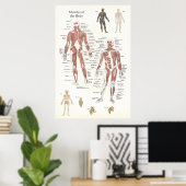 Poster van de anatomie - Anterieur en posterior (Thuiskantoor)