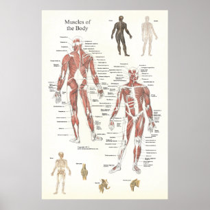 Poster van de anatomie - Anterieur en posterior
