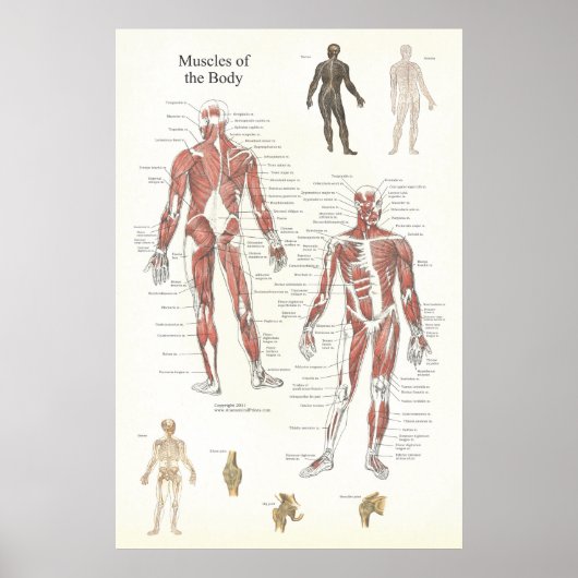 Poster van de anatomie - Anterieur en posterior (Voorkant)