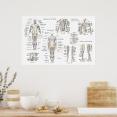 Poster van de anatomie - Anterieur, Posterior & De (Keuken)