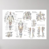 Poster van de anatomie - Anterieur, Posterior & De (Voorkant)
