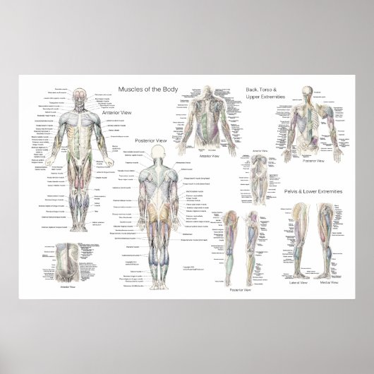 Poster van de anatomie - Anterieur, Posterior & De (Voorkant)