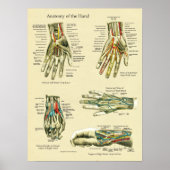 Poster van de anatomie van de menselijke pols (Voorkant)