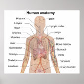 Poster van de anatomigenkaart van het menselijk li (Voorkant)
