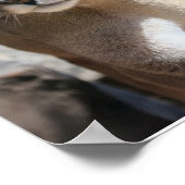 Poster van de berglion (Hoek)