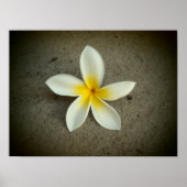 Poster van de bloem (Voorkant)