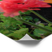 Poster van de bloem van de lentestuin Rannunculus (Hoek)