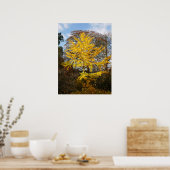 Poster van de Boom Ginkgo Biloba (Keuken)