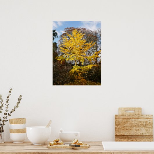 Poster van de Boom Ginkgo Biloba (Keuken)