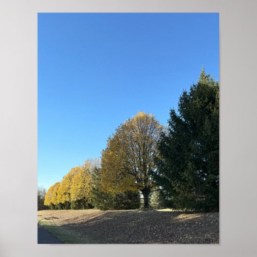 Poster van de boomrij (Voorkant)