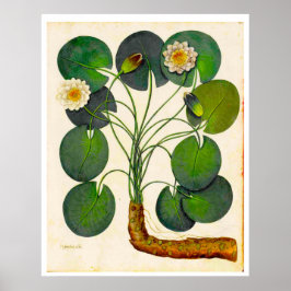  Poster van de Botanische Waterlust