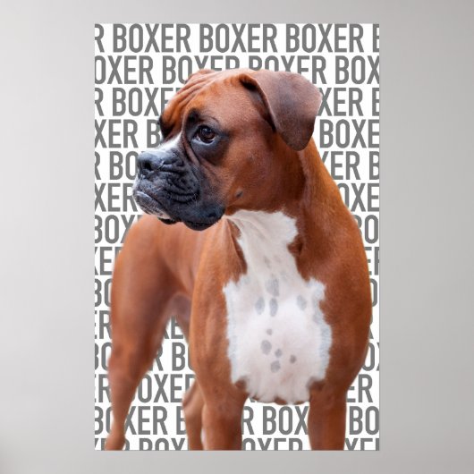 Poster van de Boxer (Voorkant)